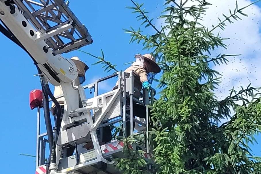 Rój pszczół przy Komendzie Straży