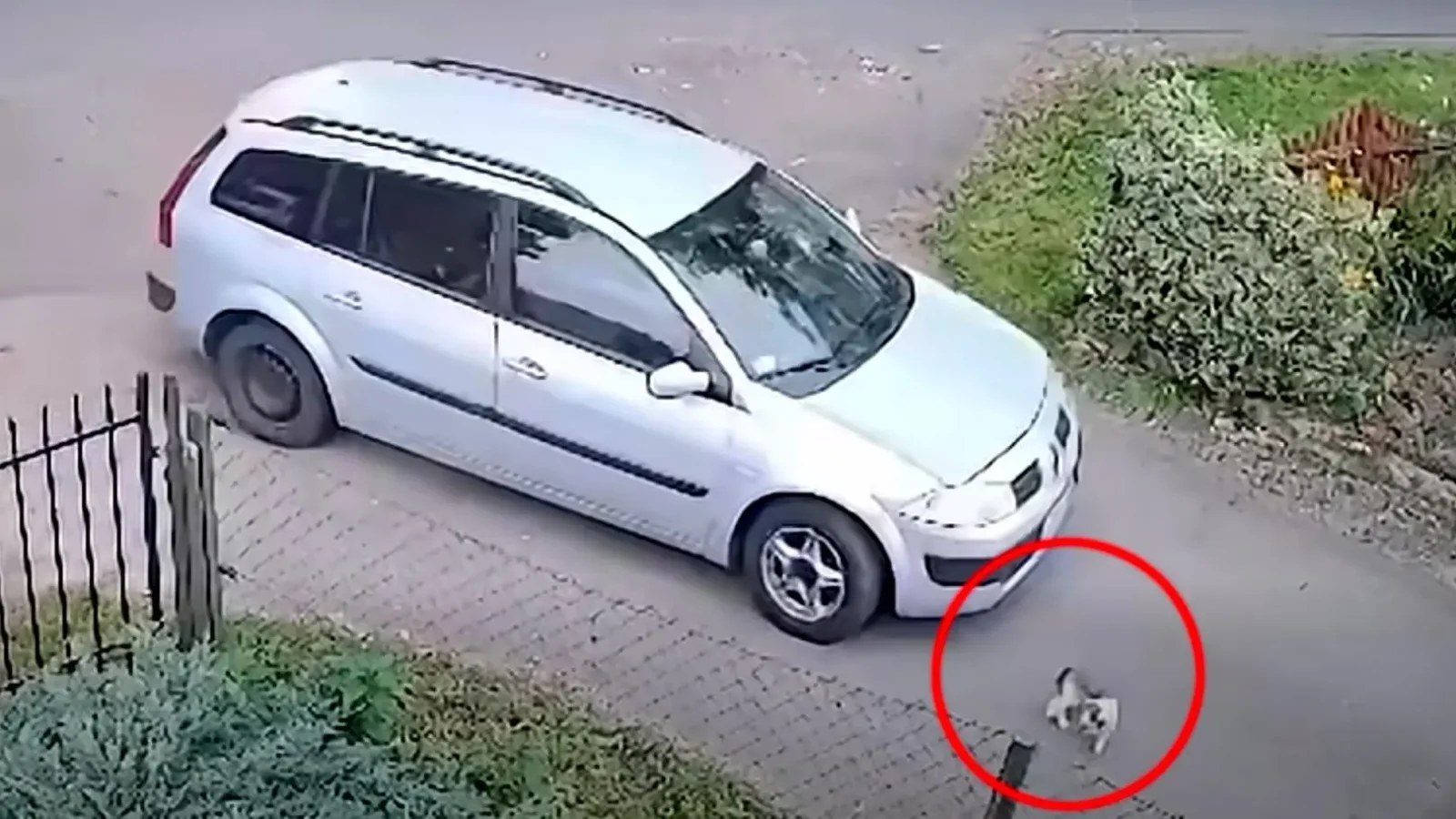 Przejechał po psie dwa razy i odjechał. Drastyczne nagranie z powiatu lwóweckiego
